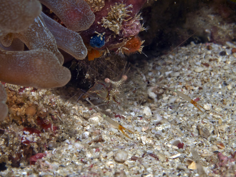 Shrimp, Wreck Point